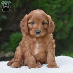 Major, Cavapoo Puppy